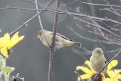 Spinus psaltria