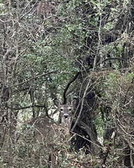 Odocoileus virginianus