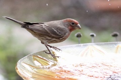 Haemorhous mexicanus