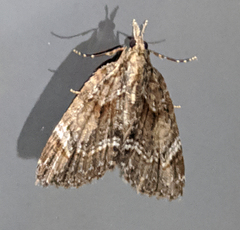 Microdes diplodonta
