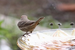 Haemorhous mexicanus