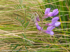 Vicia andicola