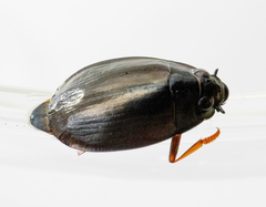 Dineutus assimilis