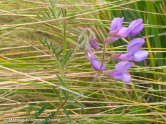 Vicia andicola