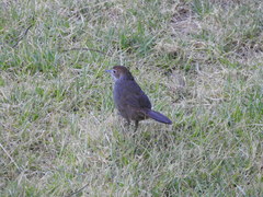 Dasyornis broadbenti