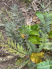 Blechnum parrisiae