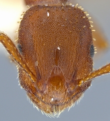 Formicoxenus hirticornis