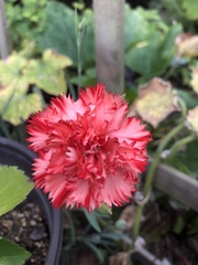 Dianthus caryophyllus