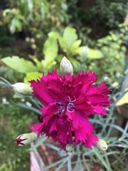 Dianthus caryophyllus