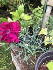 Dianthus caryophyllus
