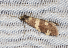 Lepidoscia tyrobathra