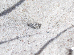 Cicindela scutellaris scutellaris