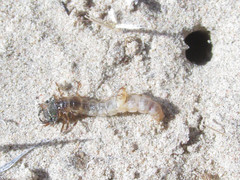 Cicindela scutellaris scutellaris