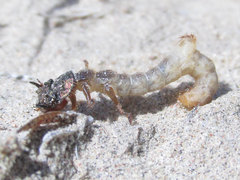 Cicindela scutellaris scutellaris