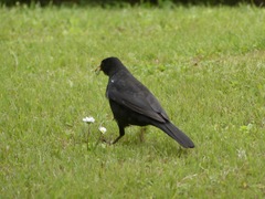 Turdus merula
