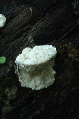 Calcipostia guttulata