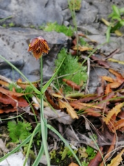 Calochortus marcellae