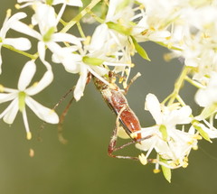 Mecynopus cothurnatus