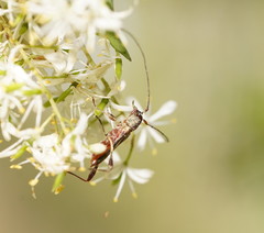 Mecynopus cothurnatus