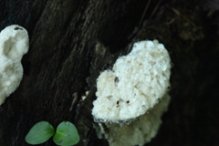 Calcipostia guttulata