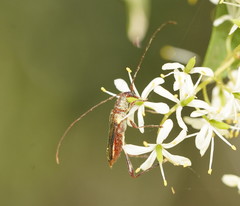 Mecynopus cothurnatus