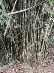 Guadua angustifolia