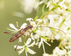 Mecynopus cothurnatus