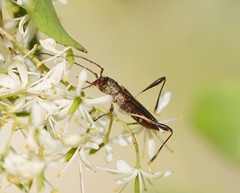 Mecynopus cothurnatus