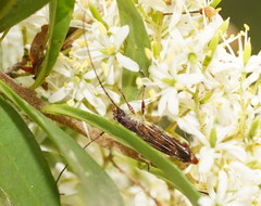 Mecynopus cothurnatus