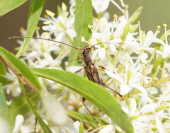 Mecynopus cothurnatus