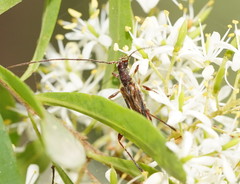 Mecynopus cothurnatus