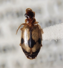 Lebia guttula