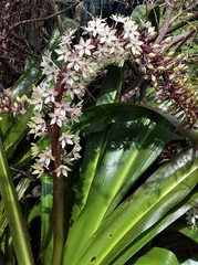 Eucomis comosa