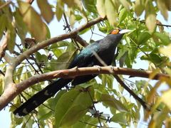 Phaenicophaeus sumatranus