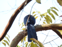 Phaenicophaeus sumatranus