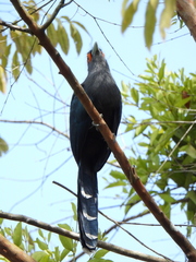 Phaenicophaeus sumatranus