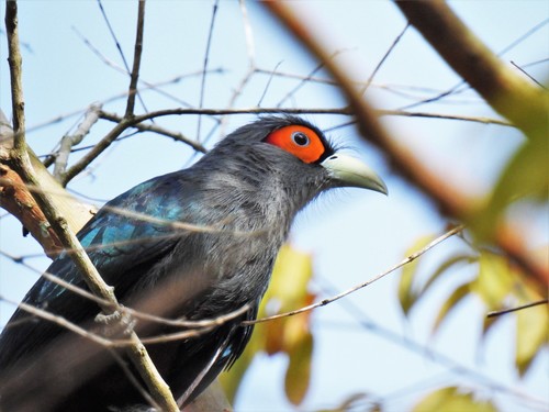 Chestnut-bellied Malkoha (Phaenicophaeus sumatranus), photo 7