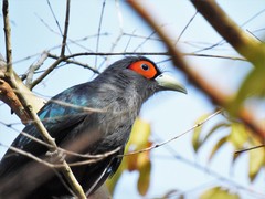 Phaenicophaeus sumatranus