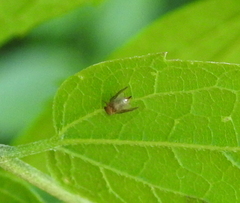 Pachypsylla celtidisgemma