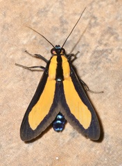 Ormetica flavobasalis