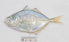 Kaiwarinus equula