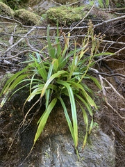 Milligania longifolia