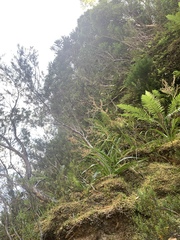 Milligania longifolia