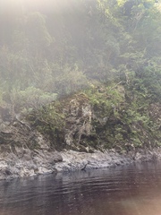 Milligania longifolia