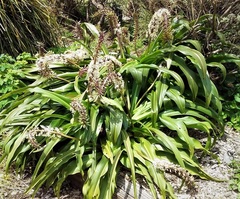Eucomis comosa