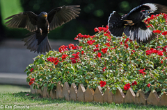 Turdus mandarinus