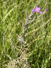 Epilobium billardiereanum