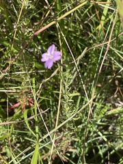 Epilobium billardiereanum