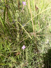 Epilobium billardiereanum