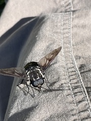 Triclista guttata